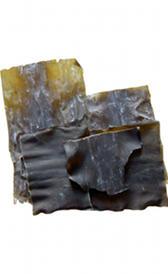 Algas kelp crudas