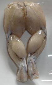 Ancas de rana, alimento preteneciente a la categoría de los pescados y derivados no clasificados ancas de rana, alimento preteneciente a la categoría de los pescados y derivados no clasificados