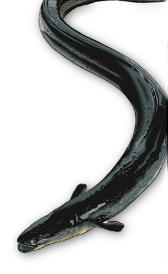 Anguila