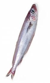 Bacaladilla