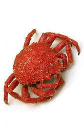 Centollo