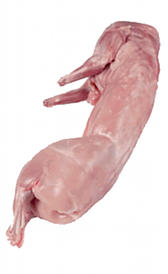 Conejo