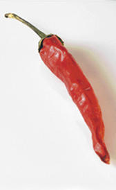 Guindilla picante