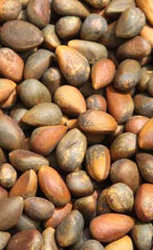 Piñon con cáscara