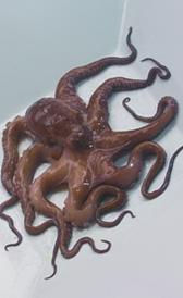 Imagen del pulpo Pulpo